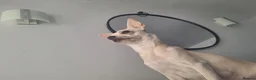 Chihuahua dogs for sale: Ready to love, gorgeous chihuahua puppies - Advert 2