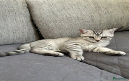 British Shorthair cats for sale: 5 Stunning British Shorthair - Image 11