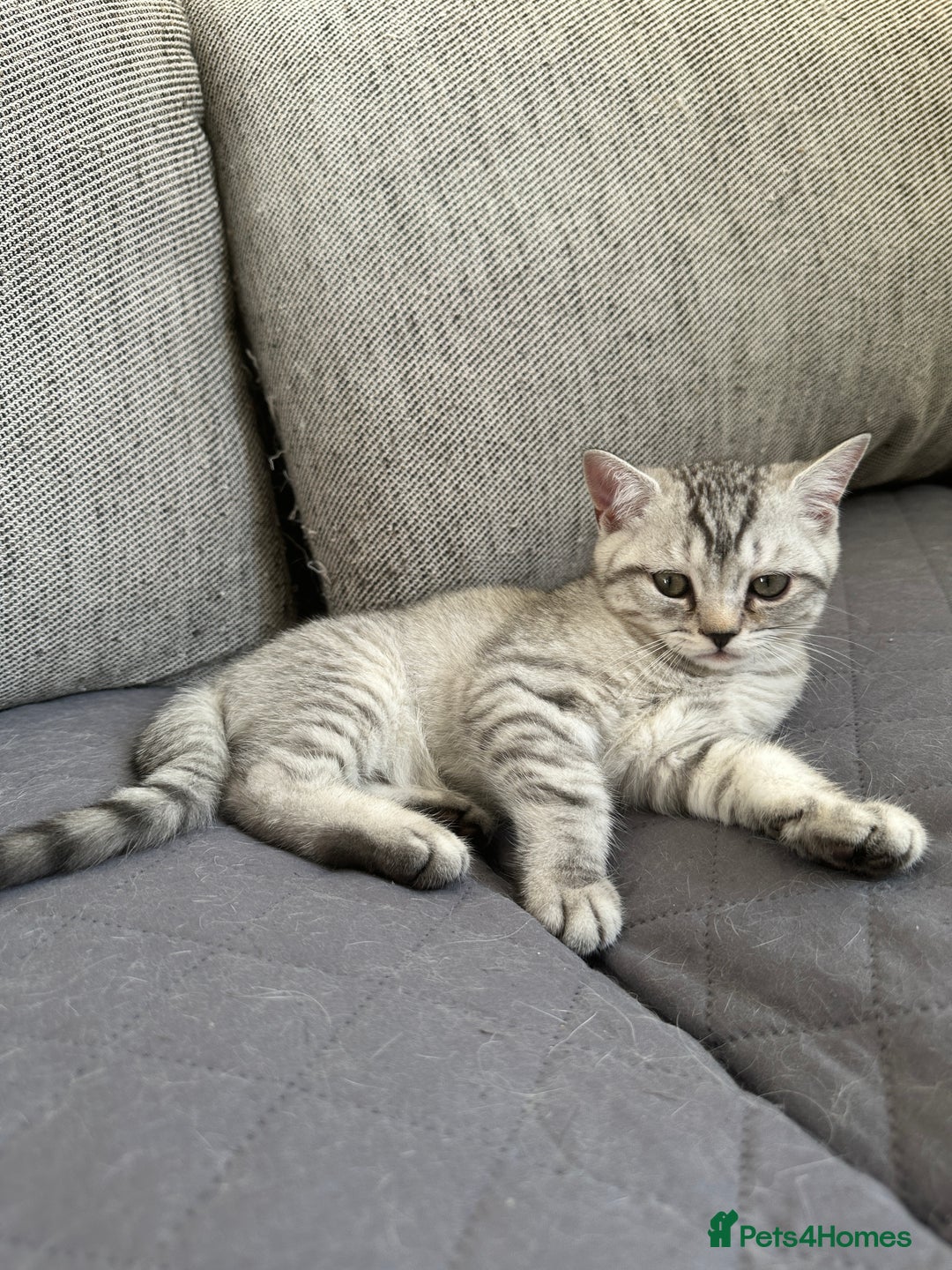 British Shorthair cats for sale: 5 Stunning British Shorthair - Image 11