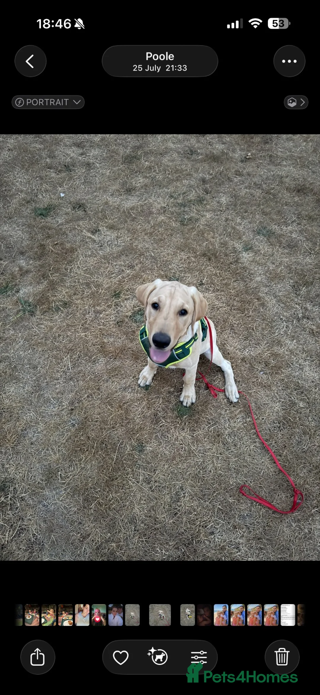 Labrador Retriever dogs for sale: 7 month old lab Marley  - Advert 2