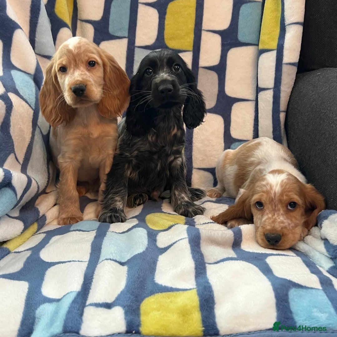 Cocker Spaniel dogs for sale: Stunning show cocker spaniel pups  - Image 9