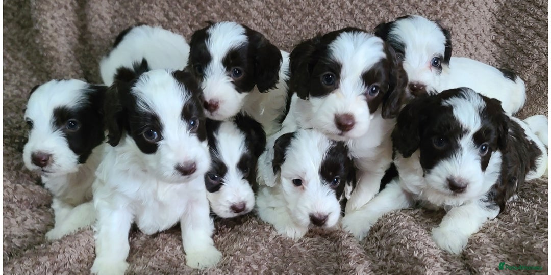 Cockapoo dogs for sale: F1 cockapoos. DNA Health Tested. Chocolate Parti - Advert 5