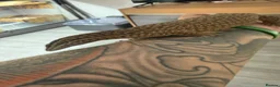 Monitor reptiles for sale: Subadult ackie monitor.  in Farnham - Advert 4