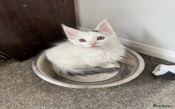 Maine Coon cats for sale: Purebred adorable Maine coon kittens - Image 13