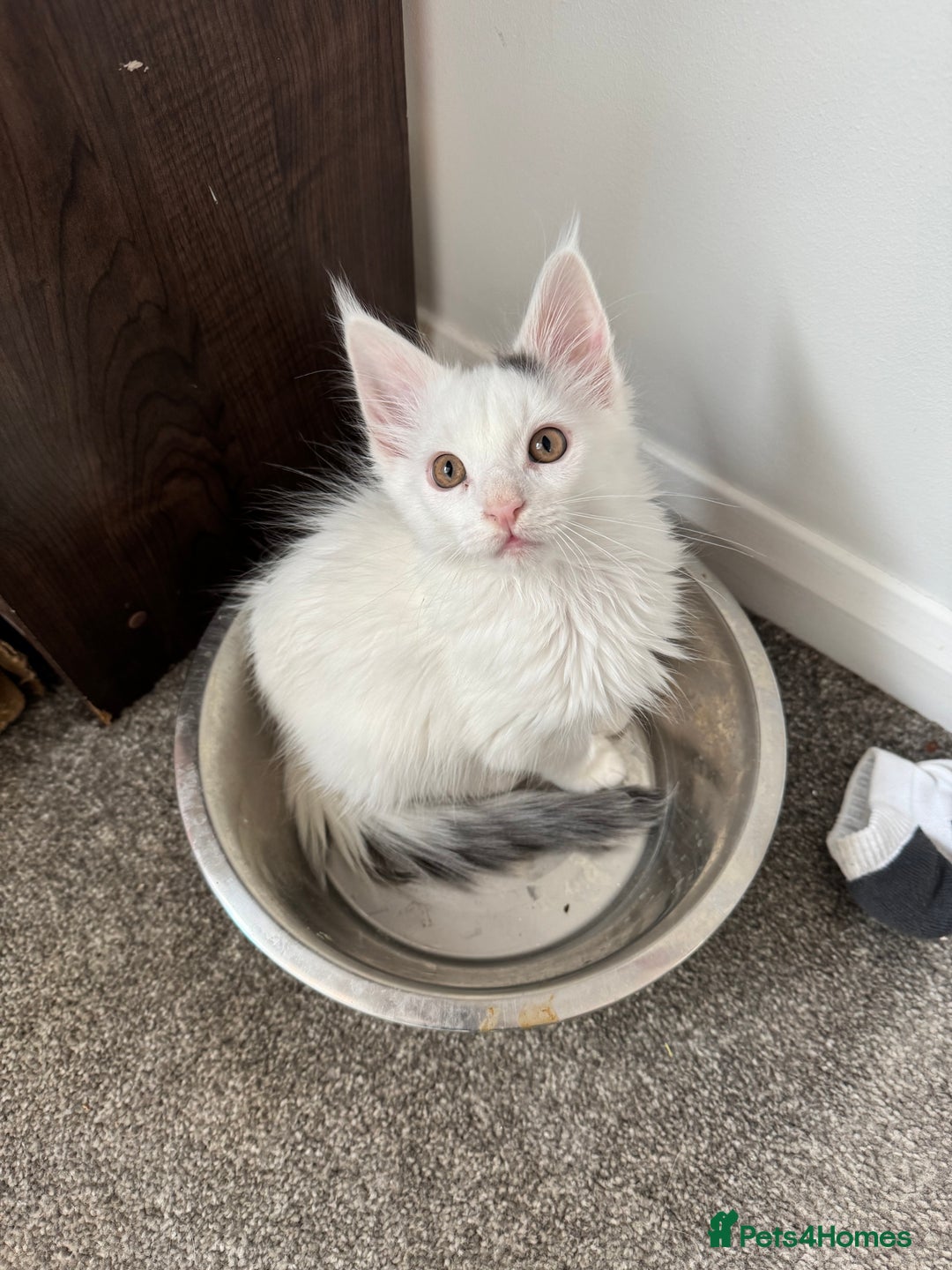 Maine Coon cats for sale: Purebred adorable Maine coon kittens - Image 13