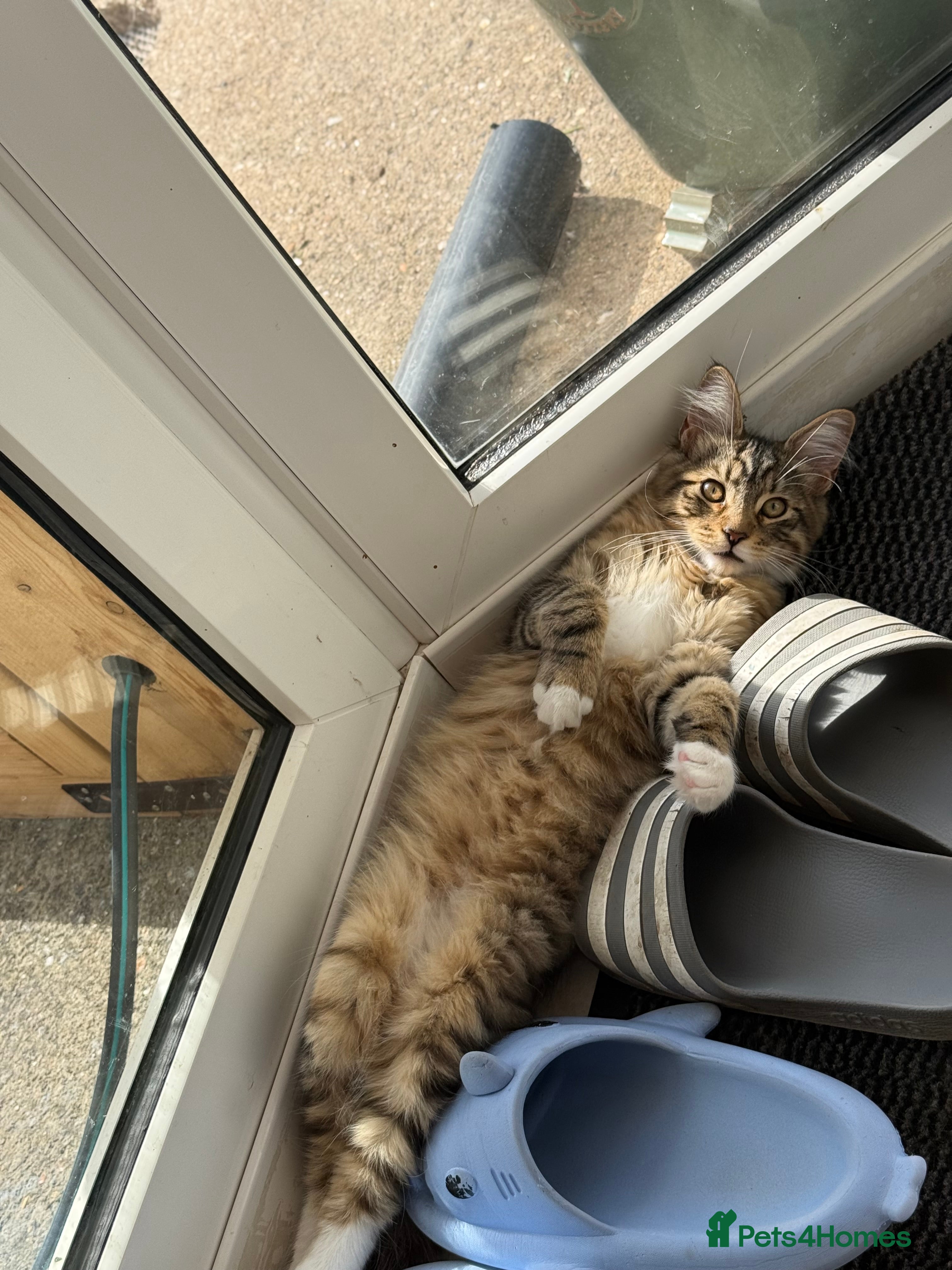 Maine Coon cats Maine Coon kittens 2 boys left 😊 - Advert 2