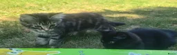 Mixed Breed cats for sale: Lovely Little Kittens for Sale in Welwyn - Advert 5