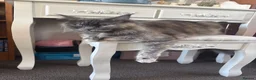 Maine Coon cats for sale: 3 cream girl Maine coon Kittens - Advert 6