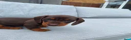 Miniature Dachshund dogs for sale: Chocolate boys 🐾 in Chatham - Advert 17