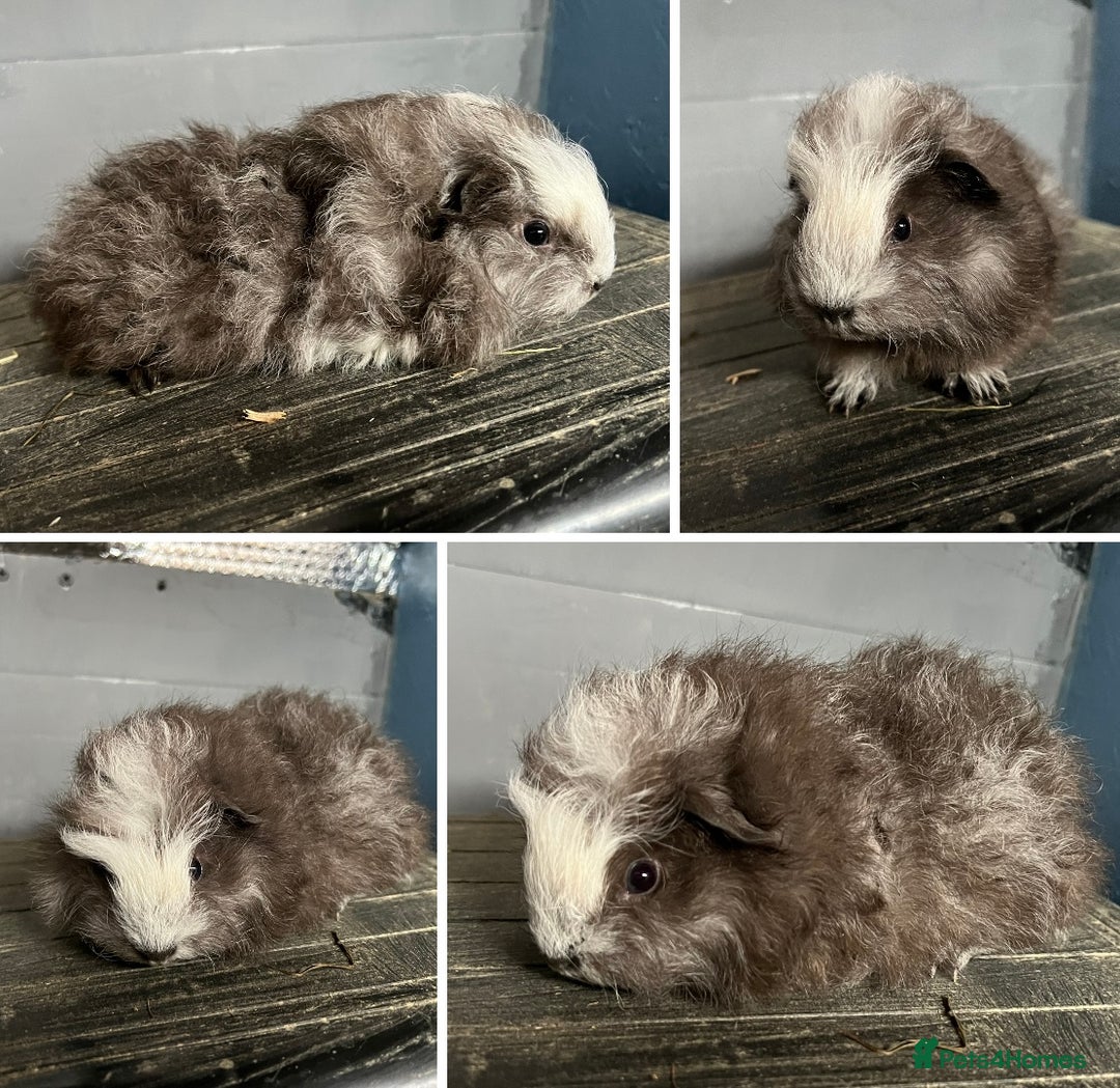 Guinea Pig rodents for sale: Guinea Pig Swiss and Lunkarya Boars  - Image 5
