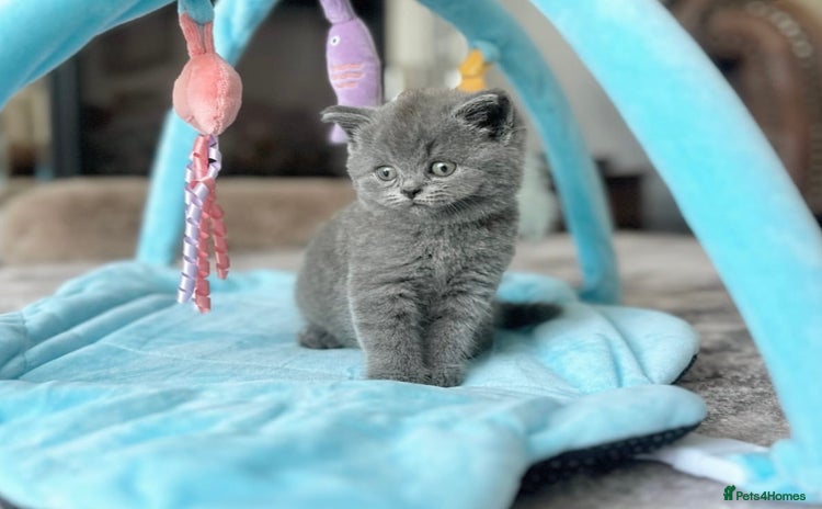 British Shorthair cats - Advert 4