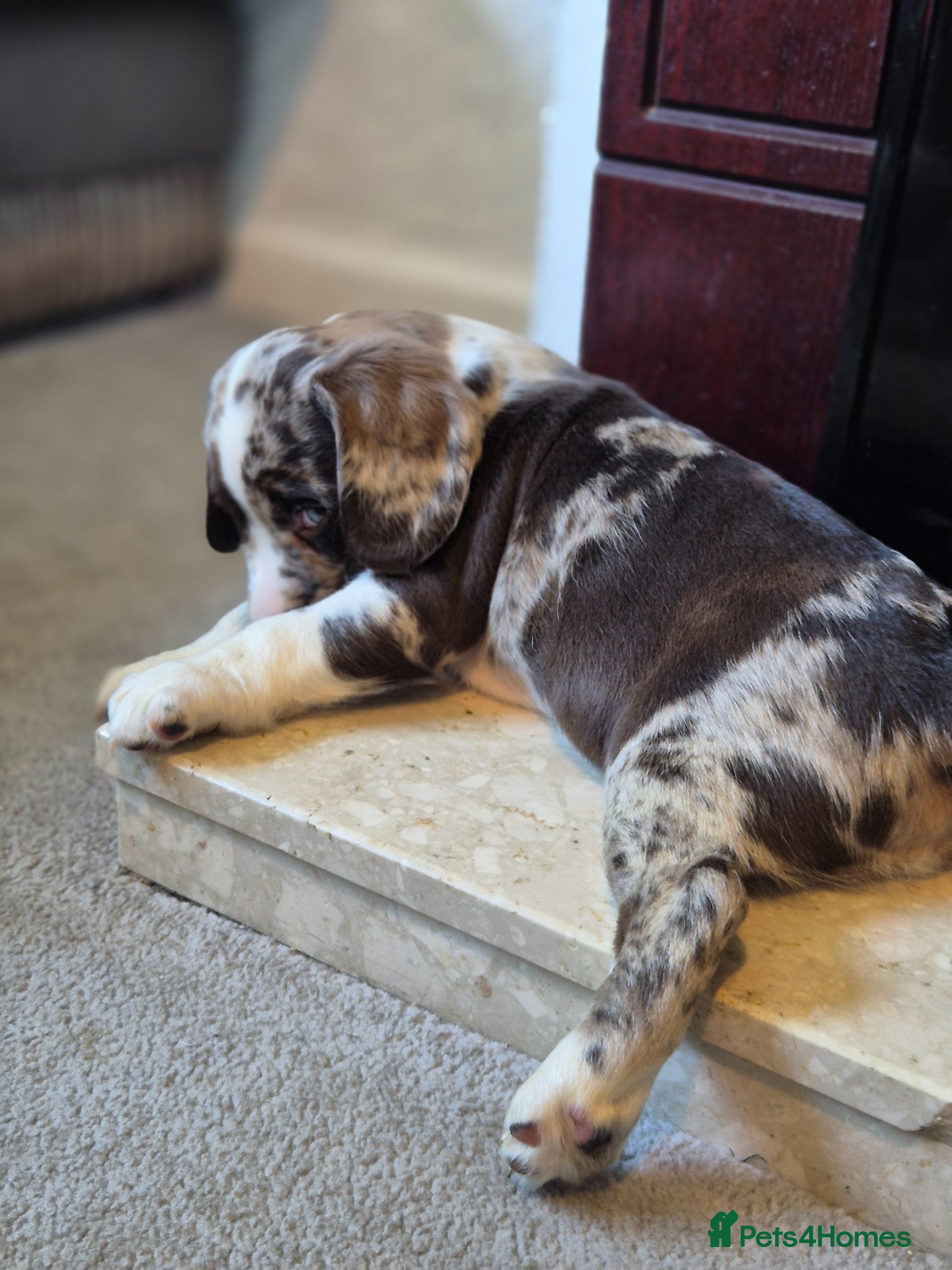 Cockerdor dogs Merle cockerdors  - Advert 1