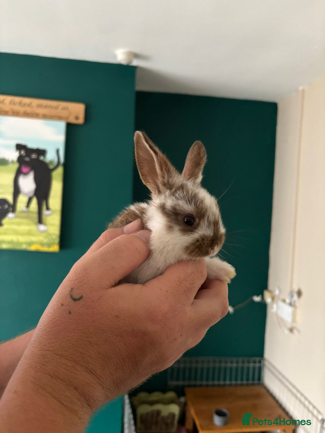 Mini Lop rabbits for sale: 8 baby rabbits - Image 14