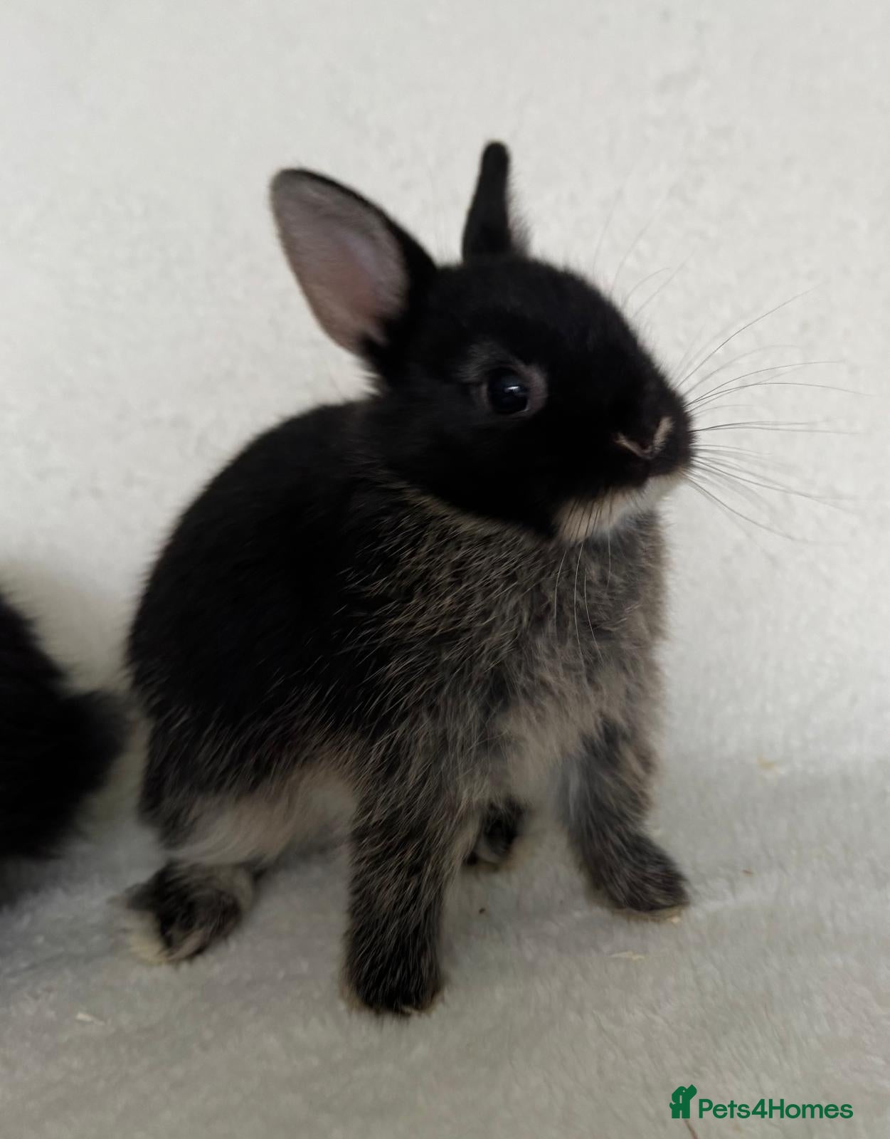 Netherland Dwarf rabbits Show Lines Well Handled TRUE Netherland Dwarfs - Advert 12