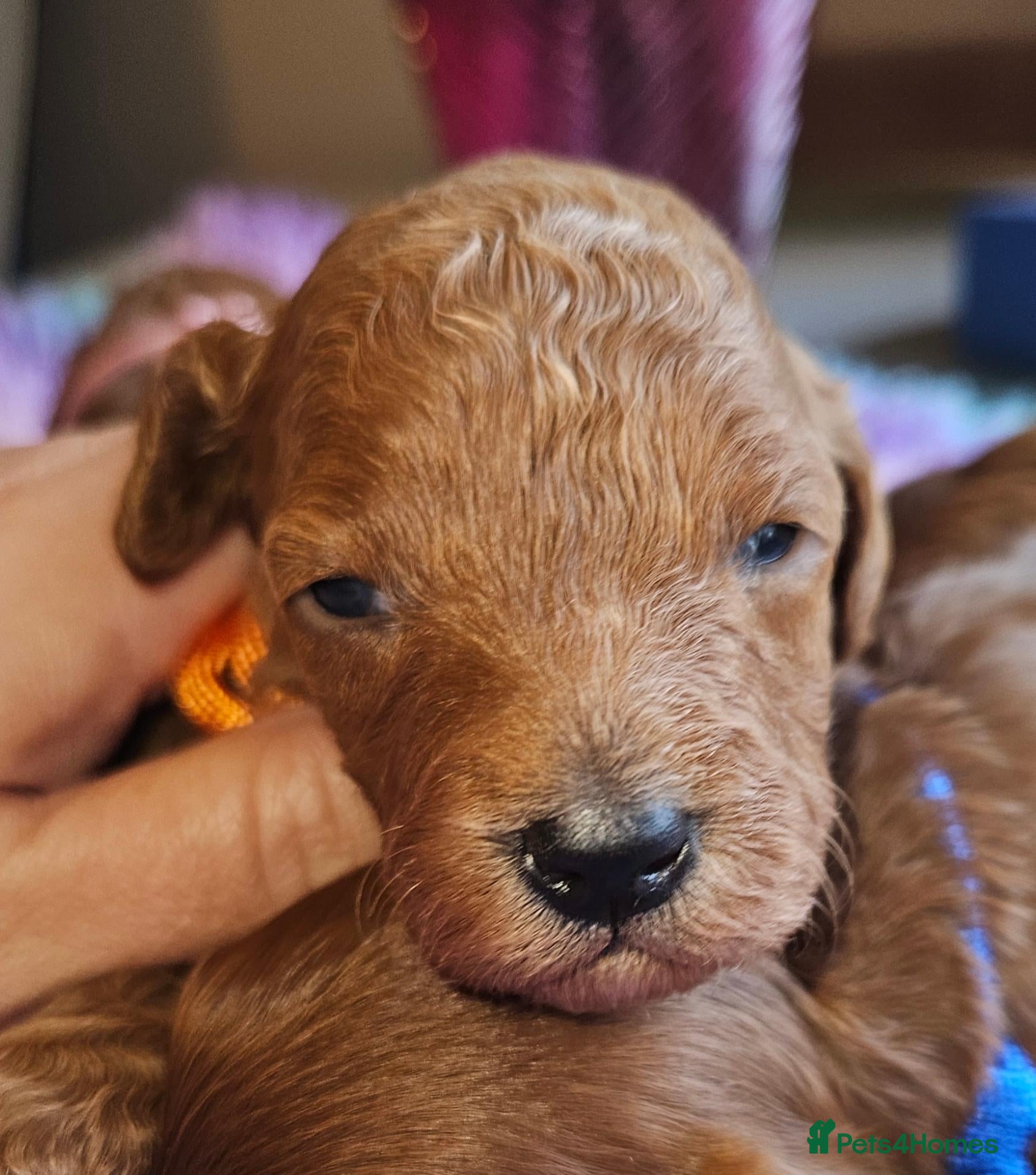 Cavapoo dogs Licensed breeder 2 girls, toy red cavapoo pups  - Advert 2