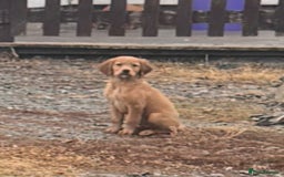 Golden Retriever dogs for sale: Dark fox red KC golden retriever puppies - Image 21
