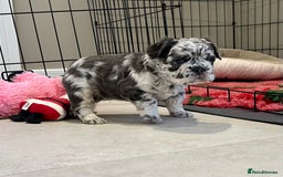 French Bulldog dogs for sale: Visual Fluffy French Bulldogs x 4 Male - Advert 10