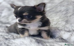 Chihuahua dogs for sale: KC REG LONGCOAT CHIHUAHUA HEALTH TESTED PARENTS  - Image 2
