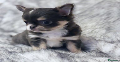 Chihuahua dogs - Advert 1