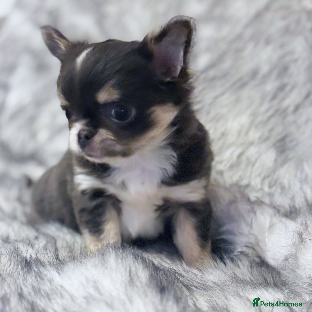 Chihuahua dogs for sale: KC REG LONGCOAT CHIHUAHUA HEALTH TESTED PARENTS  - Image 2