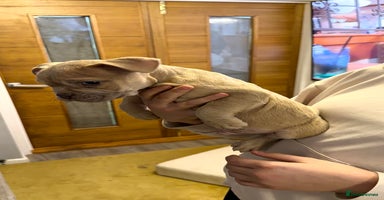 American Bully dogs - Advert 9