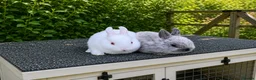 Netherland Dwarf rabbits for sale: ❤️ Beautiful Pure Netherland Dwarf Baby Bunnies ❤️ - Advert 3