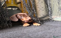 Miniature Dachshund dogs for sale: Mini chocolate Dachshunds in Luton - Image 23