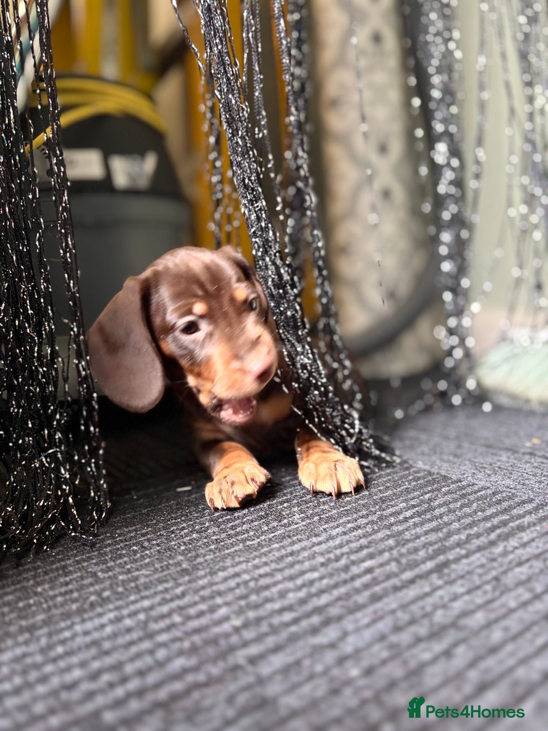 Miniature Dachshund dogs for sale: Mini chocolate Dachshunds in Luton - Image 23