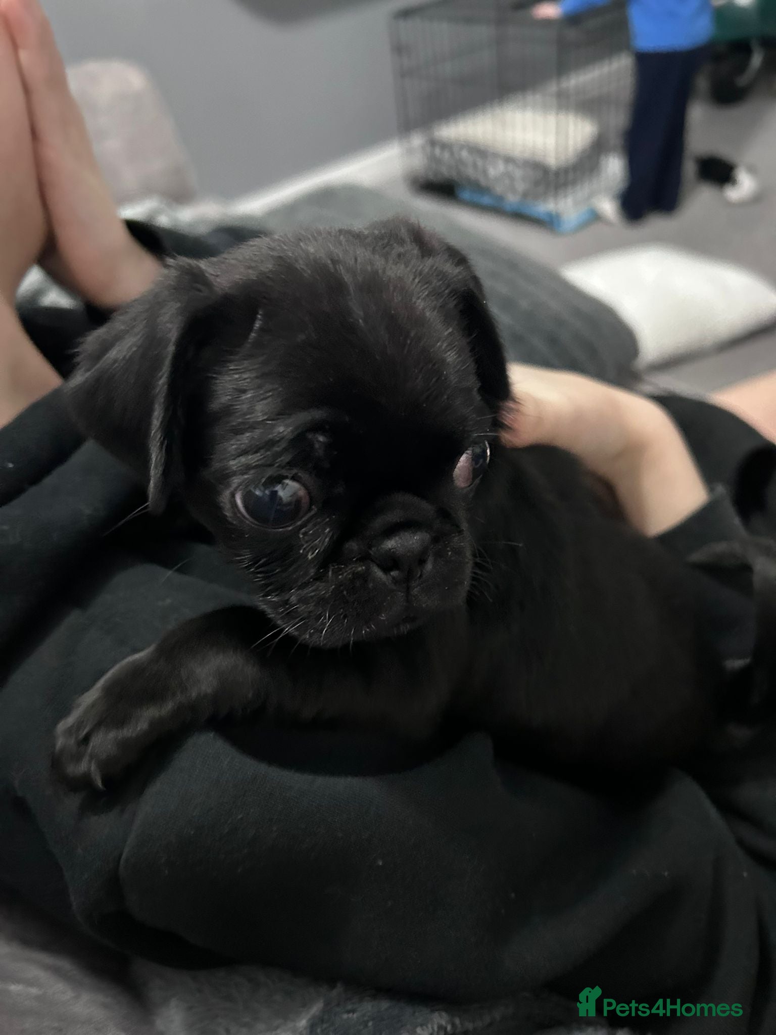 Pug dogs for sale: Pug puppy - Advert 5