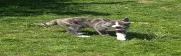 Japanese Akita Inu dogs for sale: Beautiful RKC akita puppies full pedigree  - Advert 14