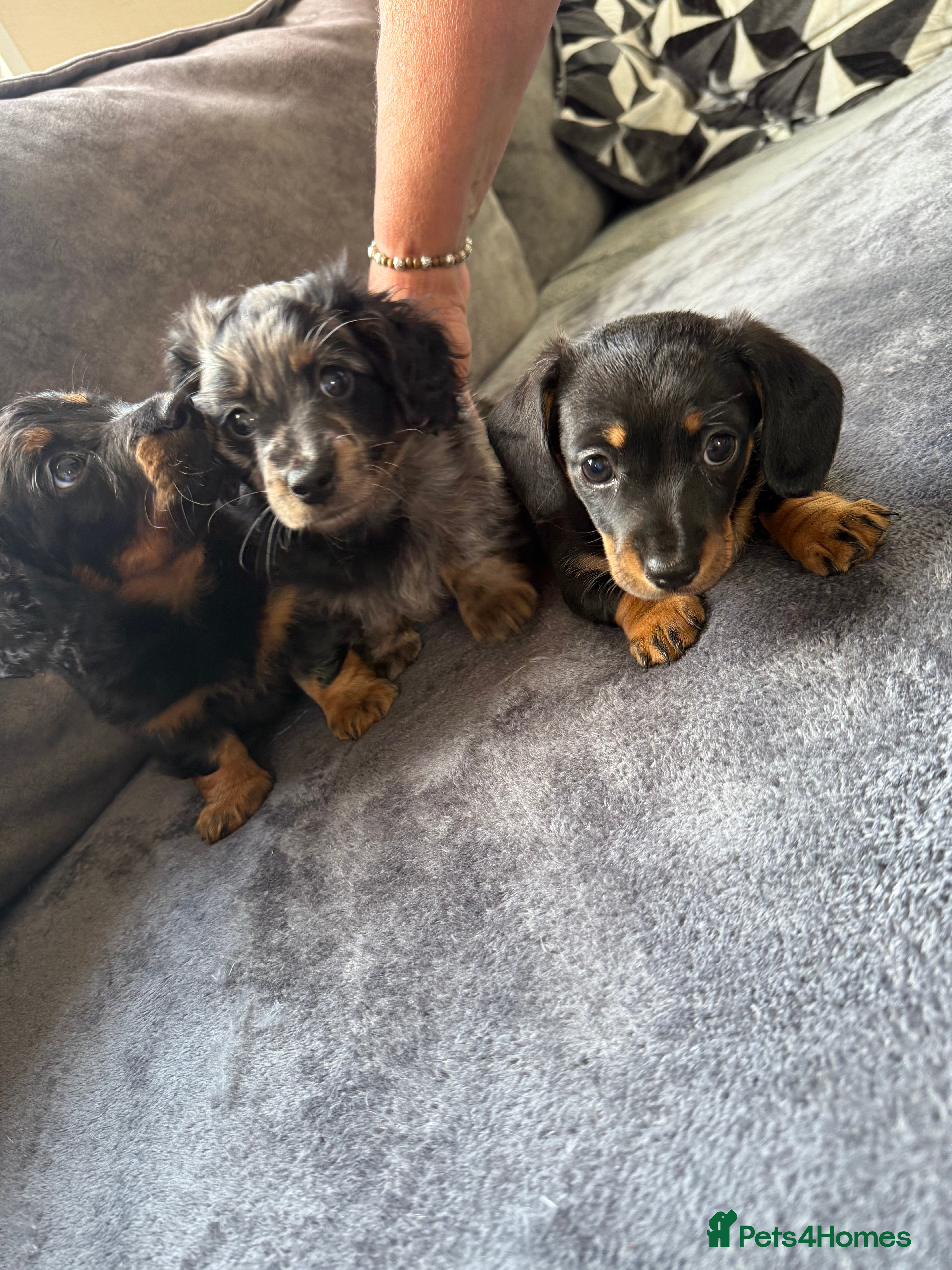 Miniature Dachshund dogs 3 miniature dachshunds 1 girl 2 boys  - Advert 1
