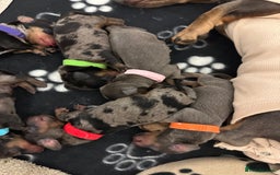 Dachshund dogs for sale: Dachshunds puppies  - Image 4