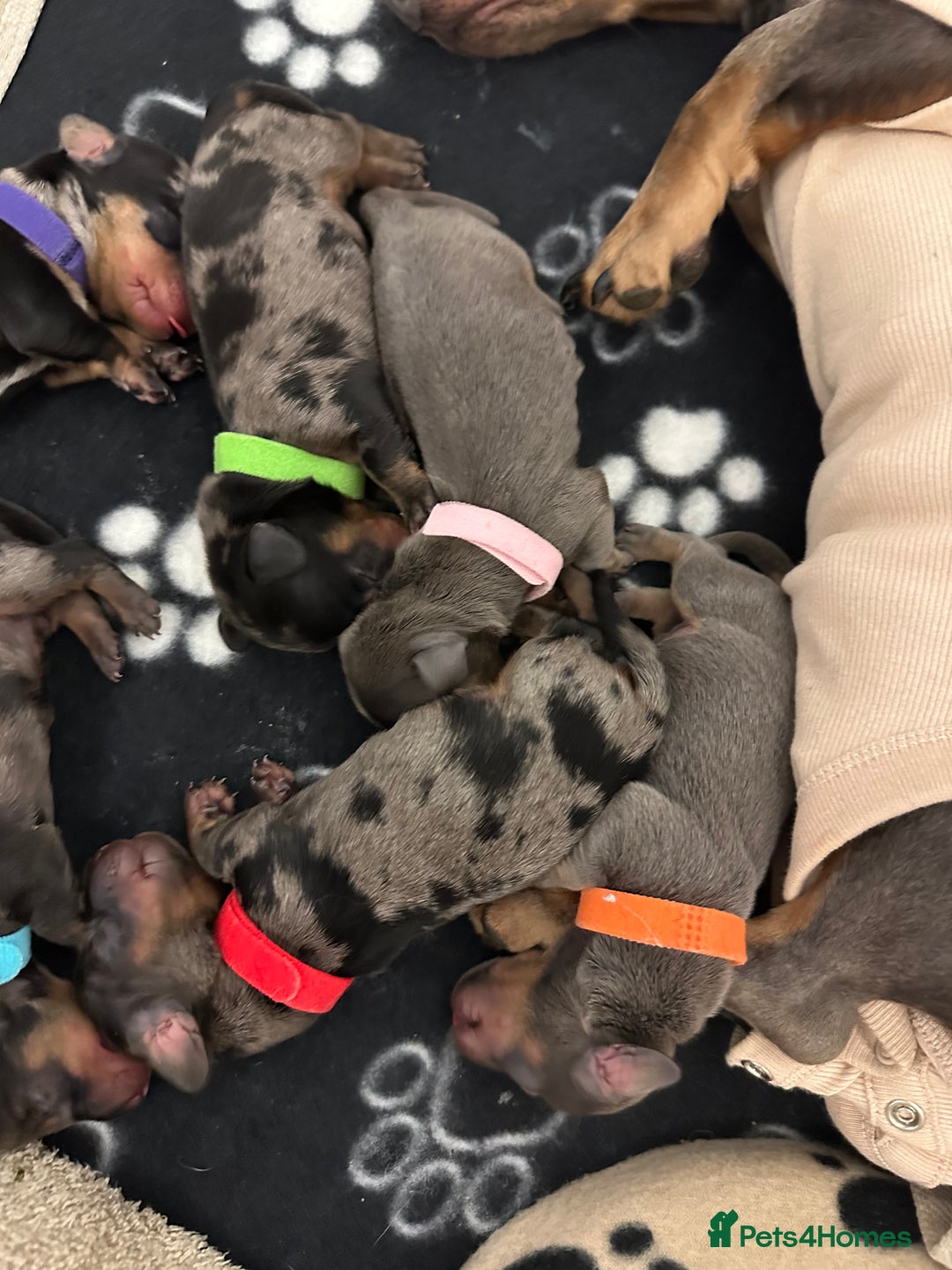 Dachshund dogs for sale: Dachshunds puppies  - Image 4