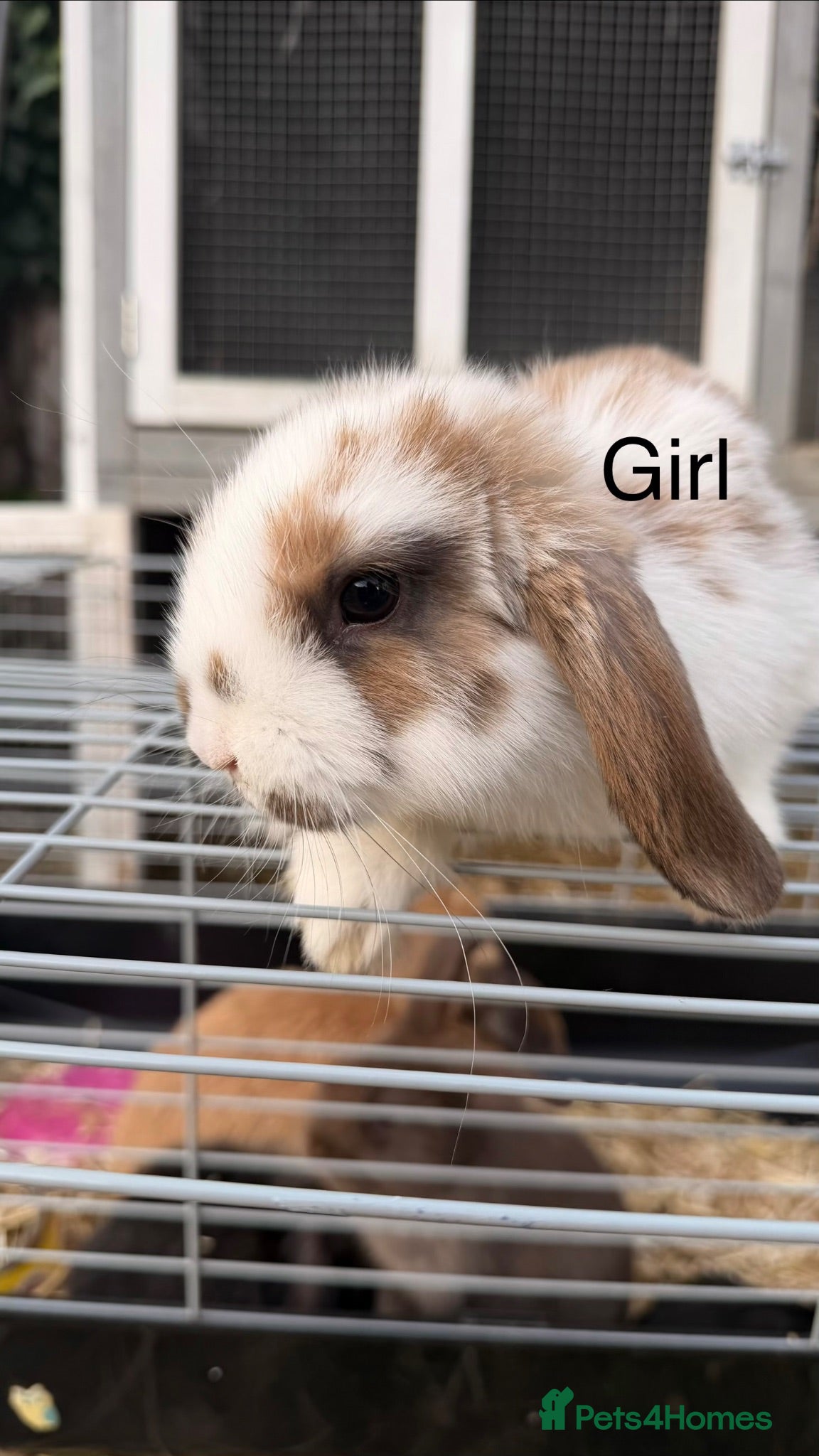 Mini Lop rabbits Mini lop Rabbit  - Advert 2