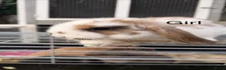Mini Lop rabbits for sale: Mini lop Rabbit  - Advert 2