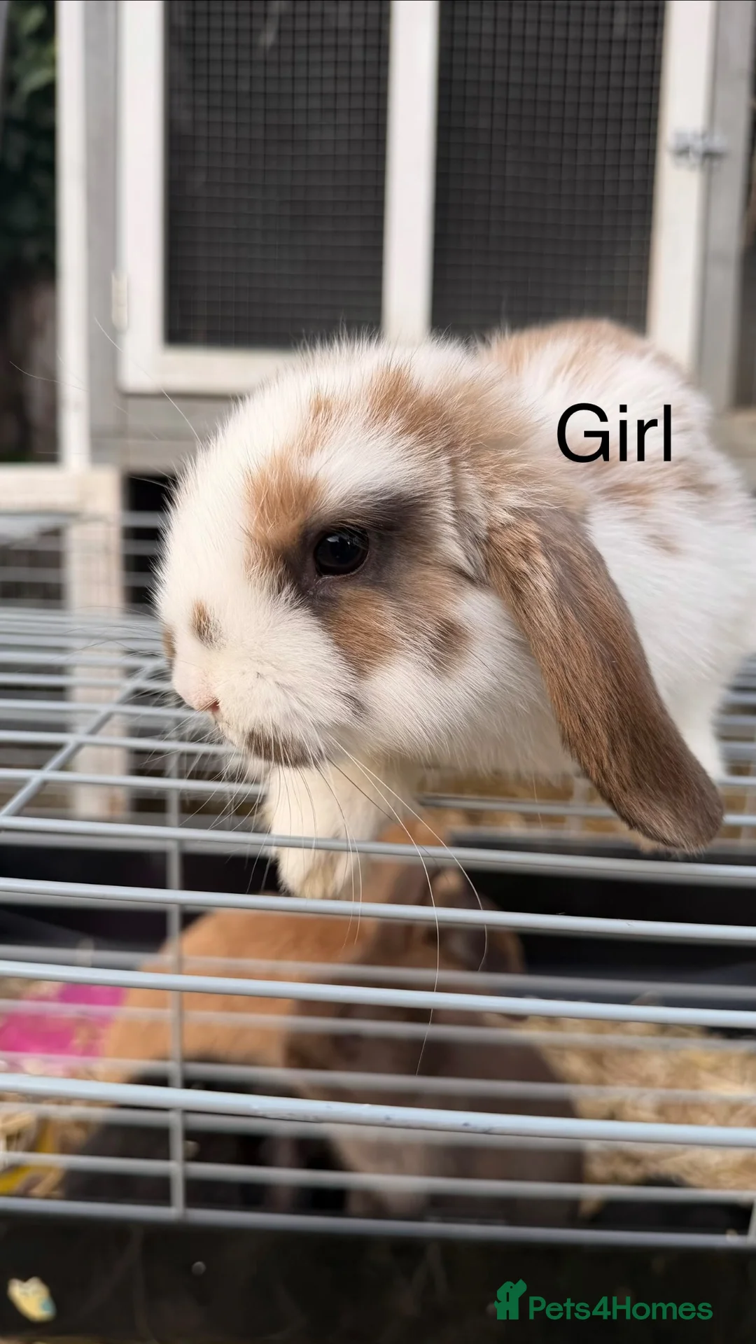 Mini Lop rabbits for sale: Mini lop Rabbit  - Advert 2
