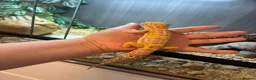 Leopard Gecko reptiles for sale: Leopard Gecko & Full set up in Larbert - Advert 4