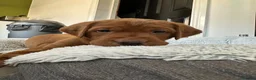 Labrador Retriever dogs for sale: Dark fox red Labrador puppies in Newcastle upon Tyne - Advert 7