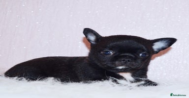 Chihuahua dogs - Advert 12