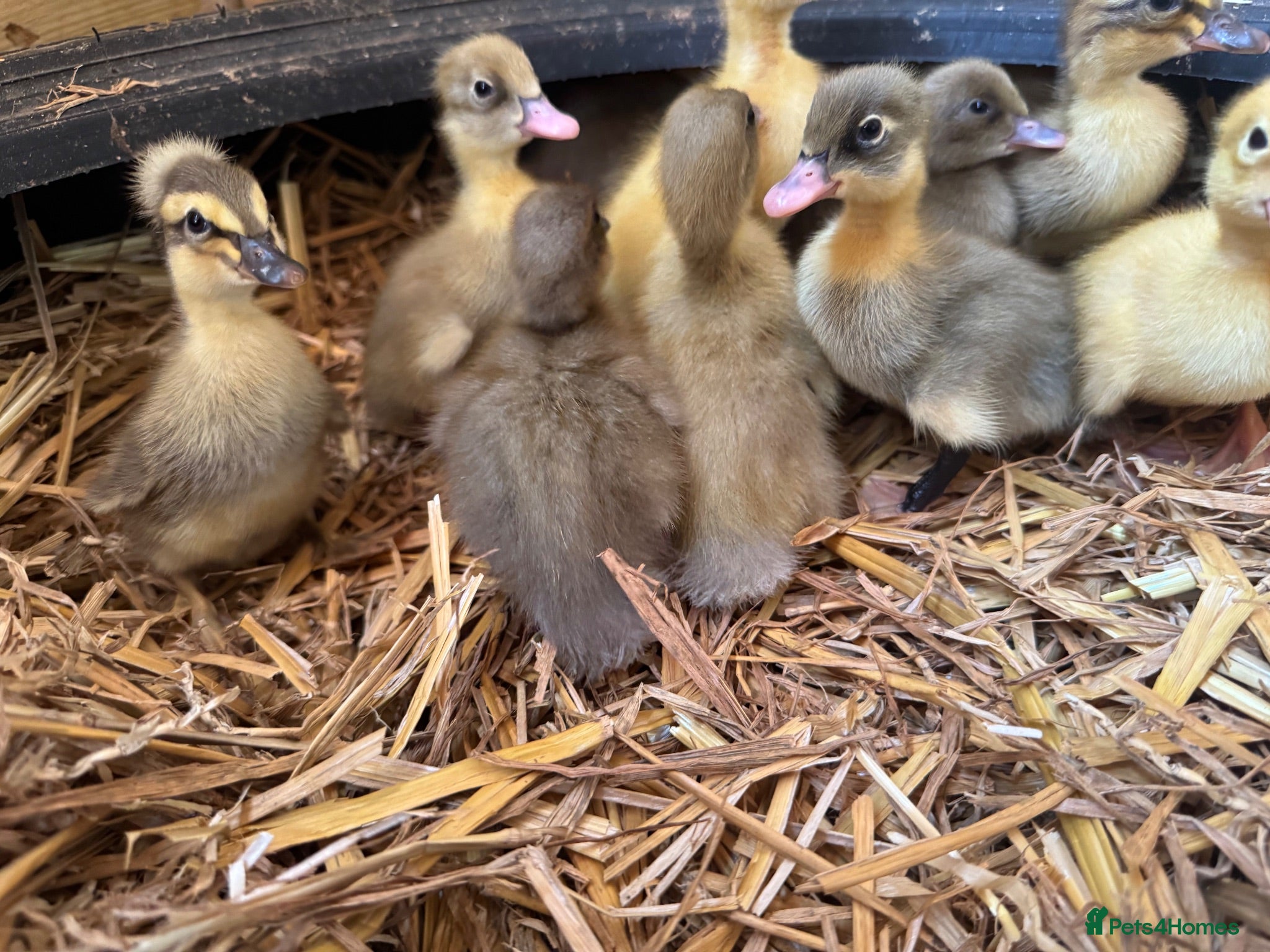 Ducks poultry UNSEXED DUCKLINGS crested and non crested - Advert 1