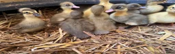 Ducks poultry for sale: UNSEXED DUCKLINGS crested and non crested - Advert 1