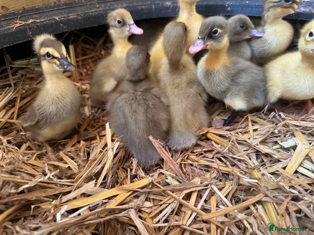 Ducks poultry for sale: UNSEXED DUCKLINGS crested and non crested - Advert 1