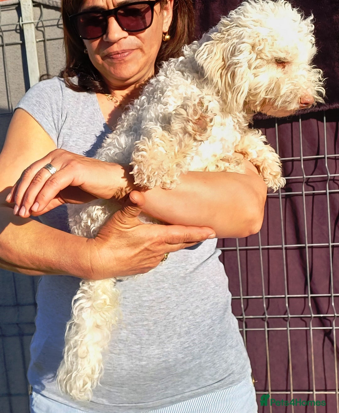Yorkiepoo dogs for adoption: M.&K. - two inseparable friends for a Loving Home - Image 25