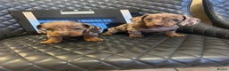 Dachshund dogs for sale: Dachshund puppies  - Advert 23
