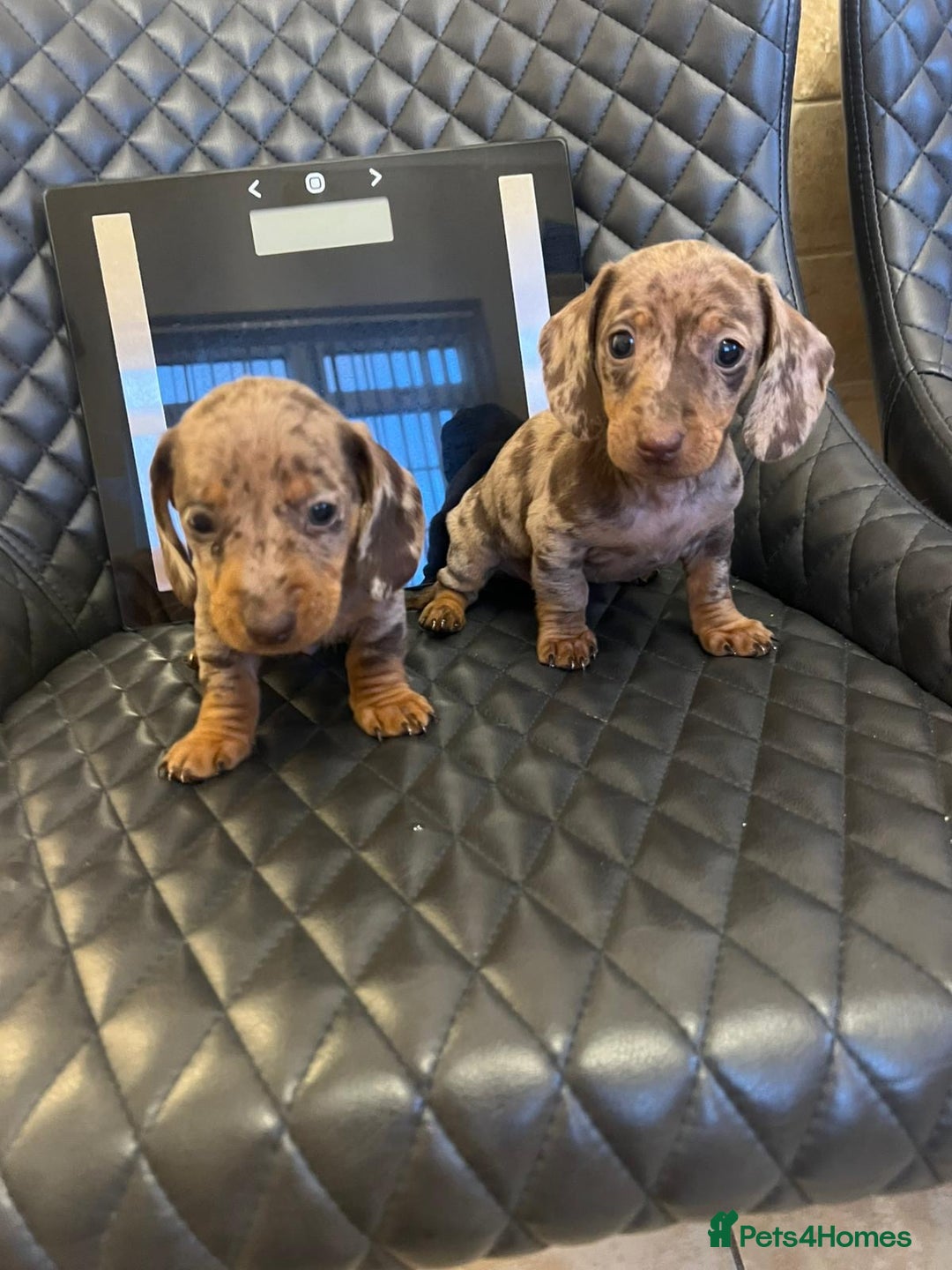 Dachshund dogs for sale: Dachshund puppies  - Advert 23
