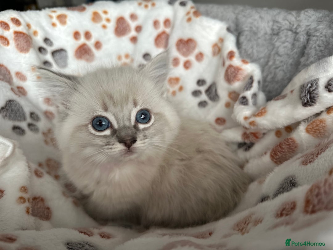 Ragdoll cats for sale: Gorgeous ragdoll kittens  - Advert 5