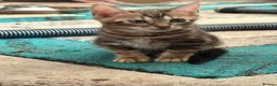 Bengal cats for sale: Bengal kittens pedigreed and registered - Advert 3