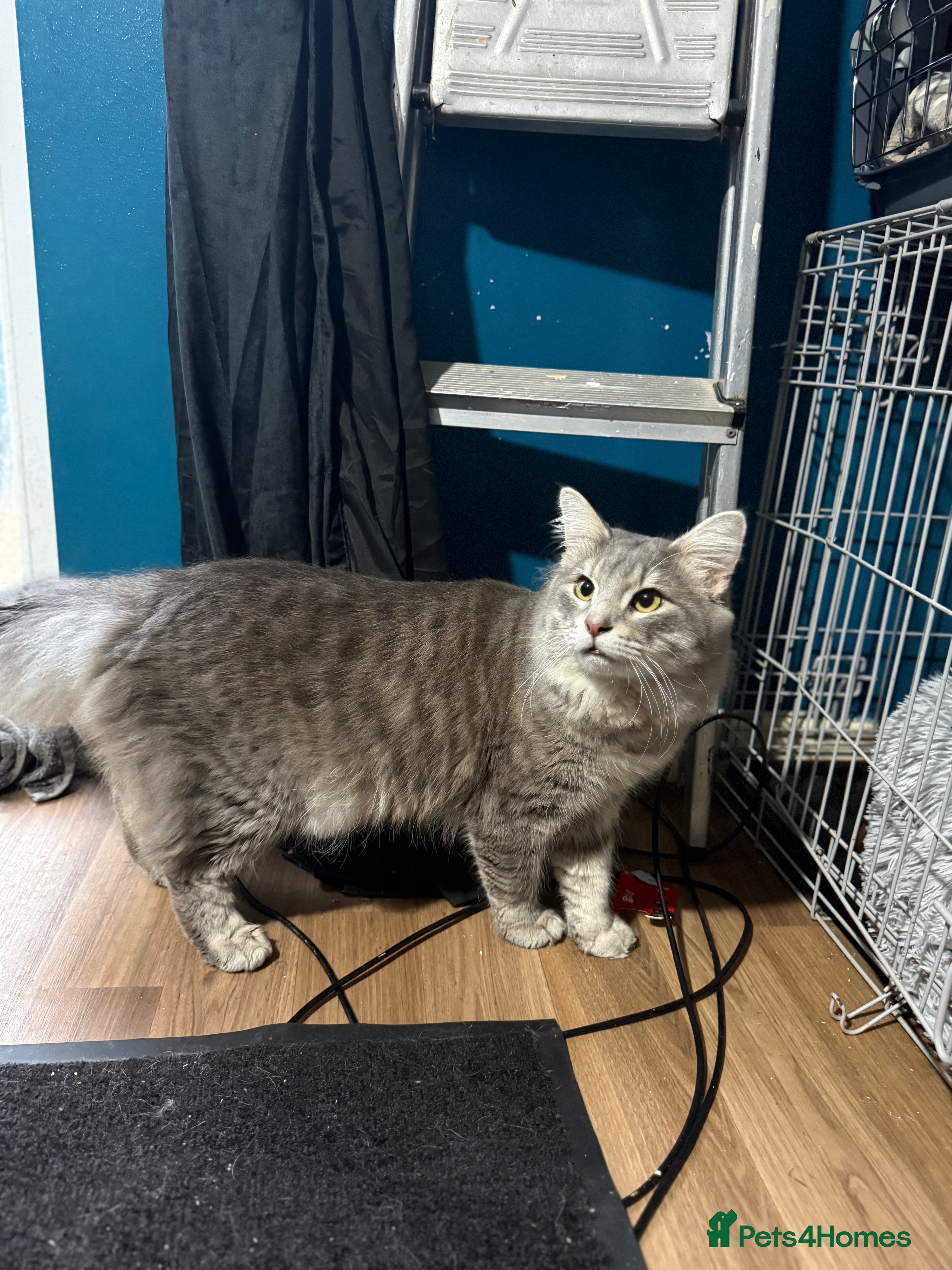 Norwegian Forest Cat cats Dexter  - Advert 3