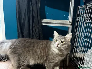 Norwegian Forest Cat cats Dexter - Advert 3