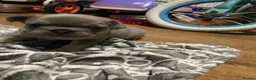 French Bulldog dogs for sale: A tank female frenchie  in Nottingham - Advert 10